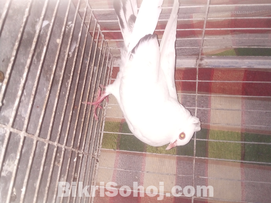 নিউ এডাল্ট নর